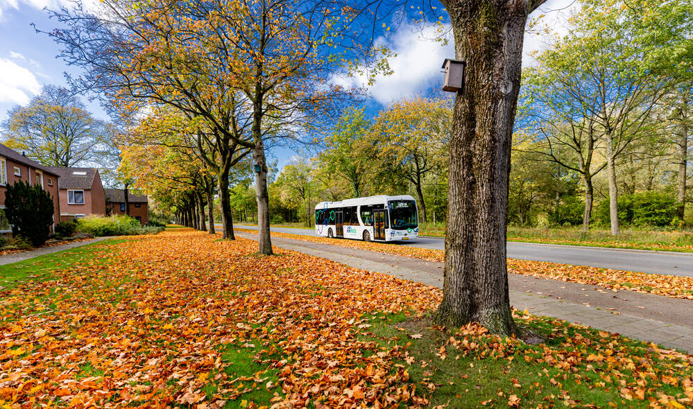 Herfstachtig beeld met bomen die hun bladeren zijn verloren