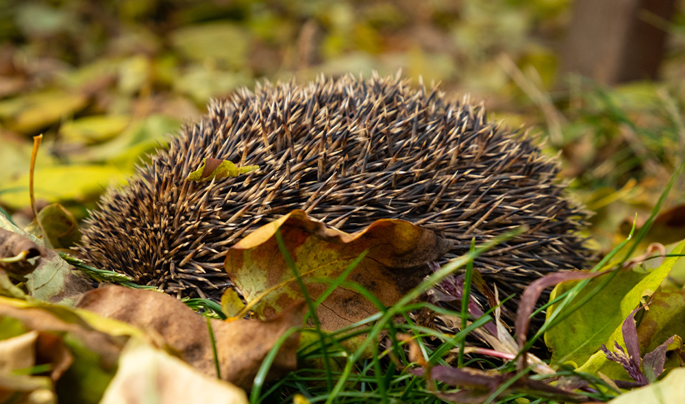 Egel schuilt tussen de gevallen bladeren